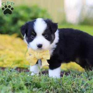 Elliot, Toy Australian Shepherd Puppy